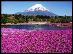 Japonia, Dywan, Wulkan, Kwiatowy