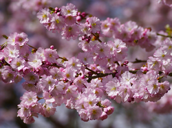 Wiśnia japońska, Gałązka, Drzewo owocowe