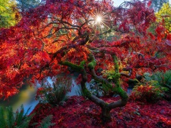Promienie słońca, Jesień, Staw, Liście, Drzewo, Park, Klon japoński
