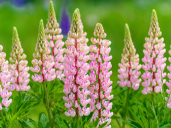 Jasnoróżowy, Łubin