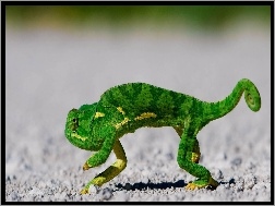Zielony, Kameleon