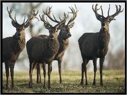 Polana, Jelenie, Stado