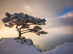 Park prowincjonalny Daedunsan, Góry, Mgła, Jeolla Północna, Korea Południowa, Sosna,  Zima, Drzewo
