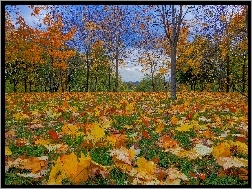 Jesień, Drzewa, Liście, Łąka, Góry