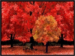 Ławeczka, Czerwone, Jesień, Drzewa