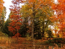 Jesień, Kolorowe, Drzewa, Ogród Dendrologiczny, Liście