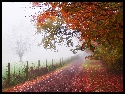 Jesień, Drzewa, Droga, Mgła