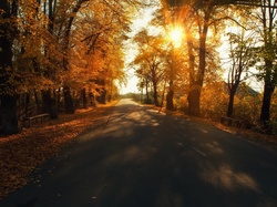 Jesień, Drzewa, Droga, Słońce