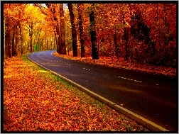 Jesień, Kolorowe, Las, Droga, Liście