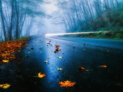 Jesień, Mgła, Las, Droga, Liście
