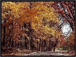 Droga, Jesień, Park