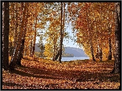 Jesień, Brzozy, Drzewa, Jezioro
