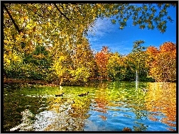 Jesień, Kaczki, Drzewa, Jezioro
