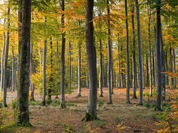 Jesień, Liście, Drzewa, Las