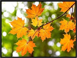 Jesień, Gałąź, Klon, Drzewo, Liście