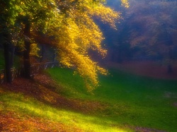 Jesień, Kolorowe, Drzewo, Liście
