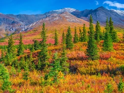 Jesień, Stany Zjednoczone, Park Narodowy Denali, Góry, Alaska, Drzewa