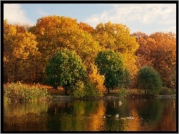 Jesień, Kaczki, Jezioro, Park