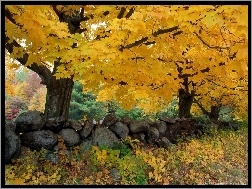 Kamienie, Jesień, Drzewo