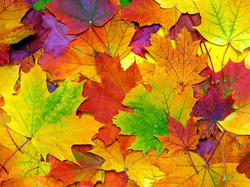 Jesień, Liście, Kolorowe, Klonu