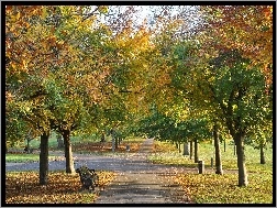 Ławki, Kolorowe, Park, Jesień, Drzewa
