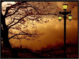 Lampa, Jesień, Drzewo