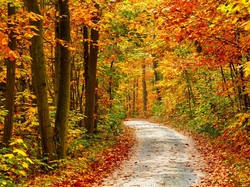 Ścieżka, Las, Jesień, Drzewa