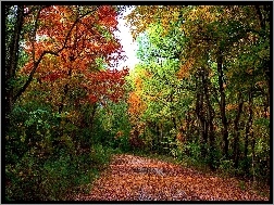 Ścieżka, Las, Jesień, Drzewa