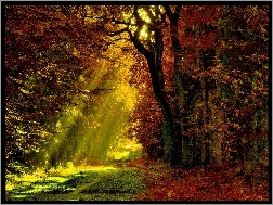 Jesień, Promienie, Ścieżka, Las, Słońca
