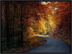 Jesień, Liście, Droga, Las, Światło