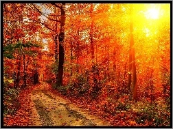 Jesień, Promienie, Droga, Las, Słońca
