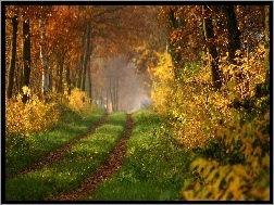 Jesień, Przebijające, Droga, Las, Światło