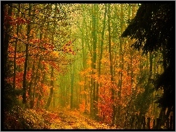 Jesień, Przebijające, Droga, Las, Światło