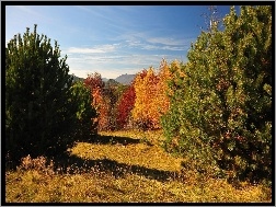 Jesień, Gama, Drzewa, Las, Kolorów