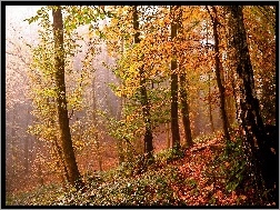 Jesień, Liście, Drzewa, Las, Światło