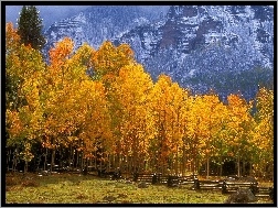 Jesień, Szczyty, Gór, Żółte, Las, Drzewa