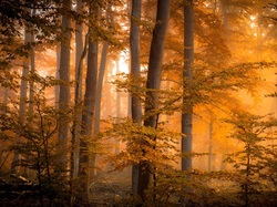 Las, Jesień, Mgła