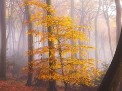Jesień, Liście, Żółte, Mgła, Las, Drzewo