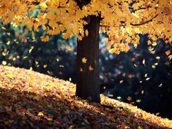 Liście, Jesień, Drzewo