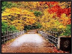 Jesień, Kolorowe, Las, Mostek, Drzewa