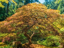 Stany Zjednoczone, Jesień, Stan Oregon, Klon palmowy, Drzewo, Ogród japoński, Portland