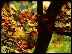 Jesień, Kolorowe, Klon Palmowy, Liście