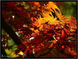 Jesień, Kolorowe, Klon Palmowy, Liście