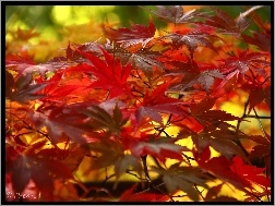 Jesień, Czerwone, Kolorowe, Klon Palmowy, Liście