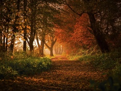 Jesień, Drzewa, Aleja, Park, Liście