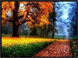 Jesień, Drzewa, Alejka, Park, Liście