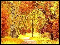 Jesień, Kolorowe, Alejka, Park, Drzewa