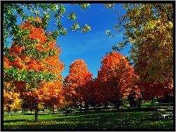 Ławka, Park, Jesień, Drzewa