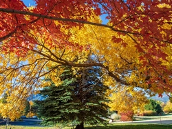 Liście, Jesień, Park, Kolorowe, Drzewa
