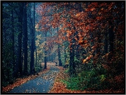 Jesień, Liście, Drzewa, Park, Ławki